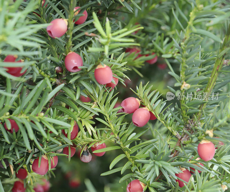红豆杉(Taxus baccata)红浆果